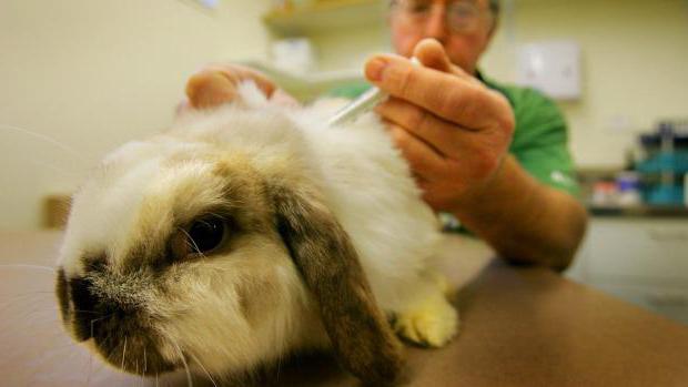 вакцина против геморрагической болезни кроликов