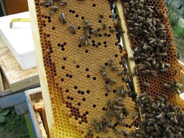 среднерусская пчела характеристика