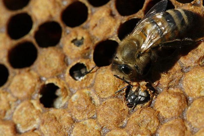 среднерусская пчела фото