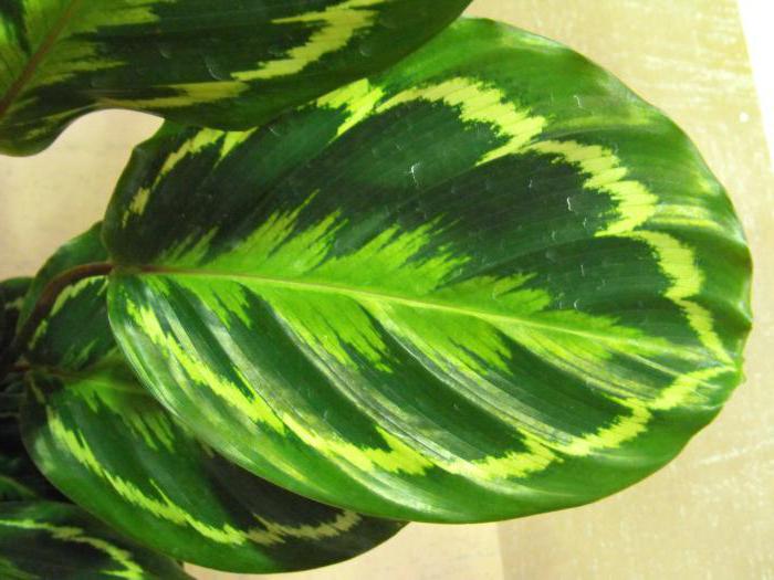 calathea locket care