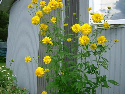 Golden Balls Flowers Photo