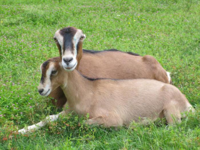 Мясные породы коз в россии с фото и описанием
