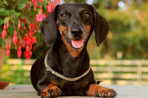 nicknames for the breed of a dachshund boy