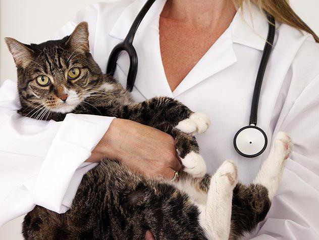 поливак тм для кошек инструкция по вакцинации 