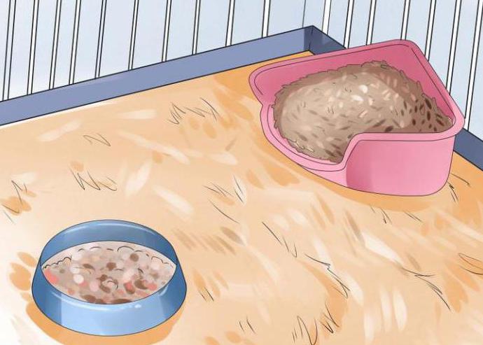 how to teach a rabbit to a tray in an apartment