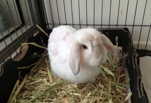 teach a dwarf rabbit a tray