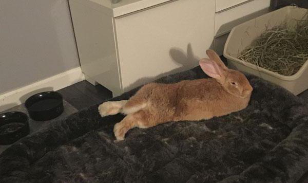 how to teach a decorative rabbit to a tray