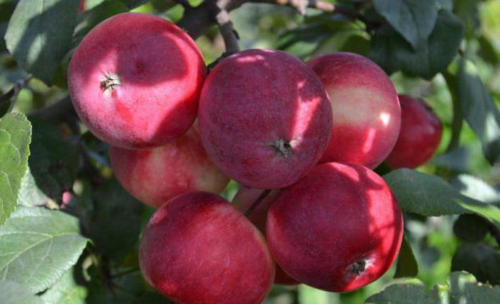 Башкирская красавица яблоня описание фото