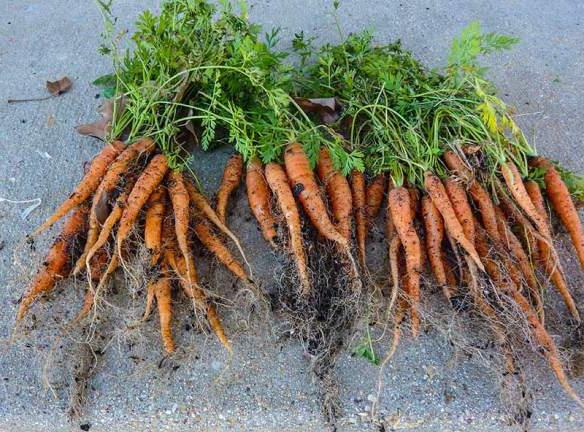 fertilizer for carrots