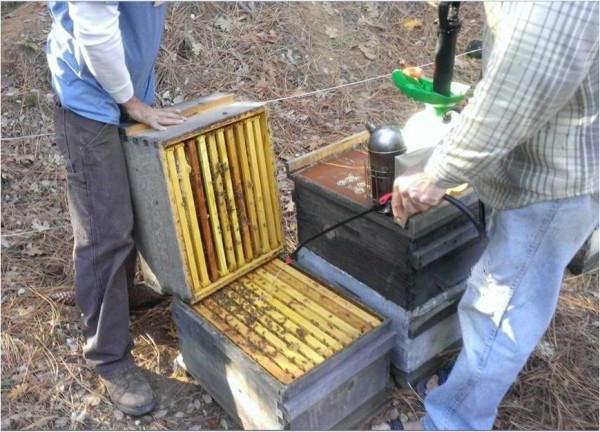 обработка пчел парами щавелевой кислоты 