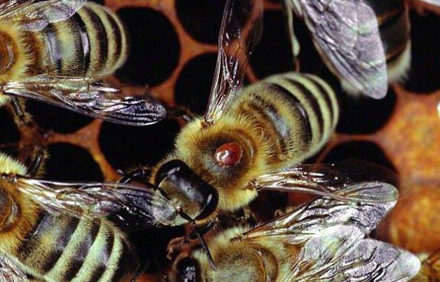 обработка пчел щавелевой кислотой 