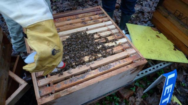 щавелевая кислота для обработки пчел 