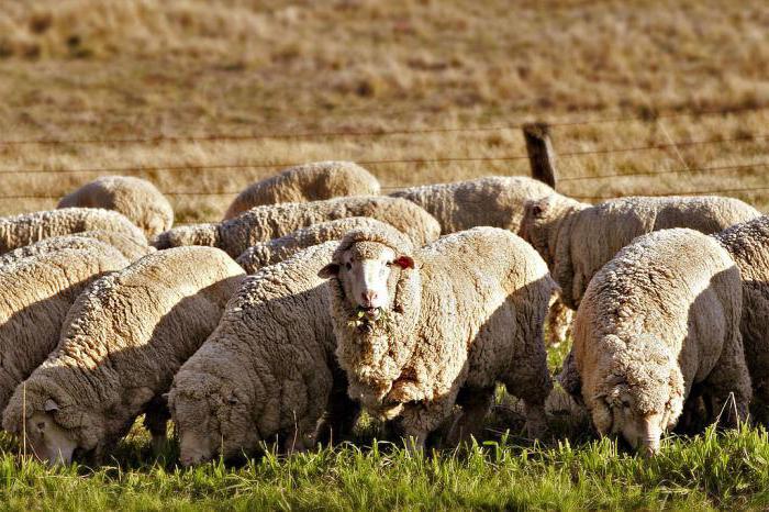 тонкорунные породы овец это овцы с тонкой