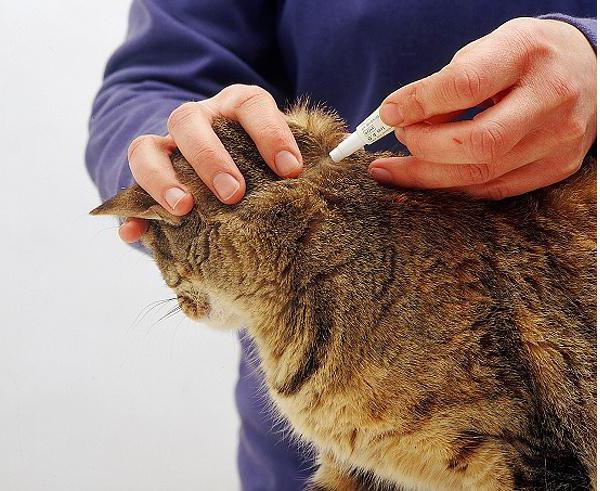 how cats drip drops from fleas at the withers