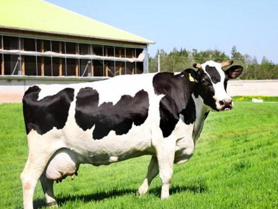 ярославская порода коров характеристика