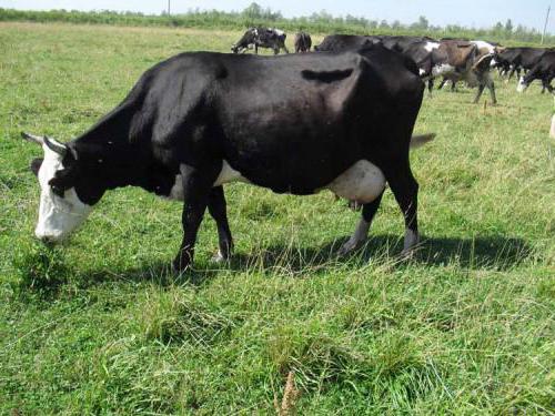 преимущества ярославской породы коров