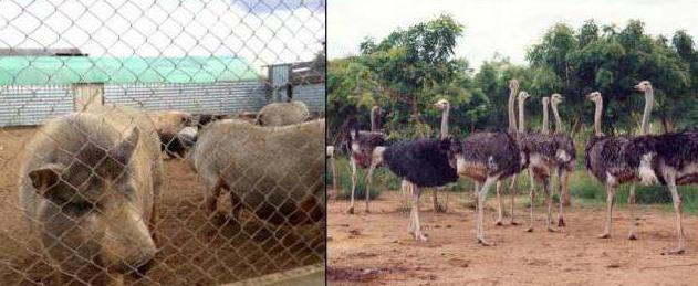 страусиная ферма в перми экскурсия