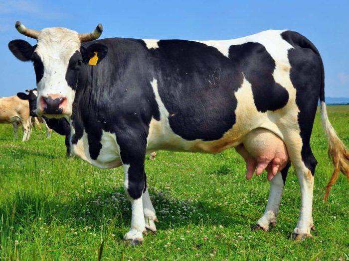 выгодно ли держать корову на продажу молока