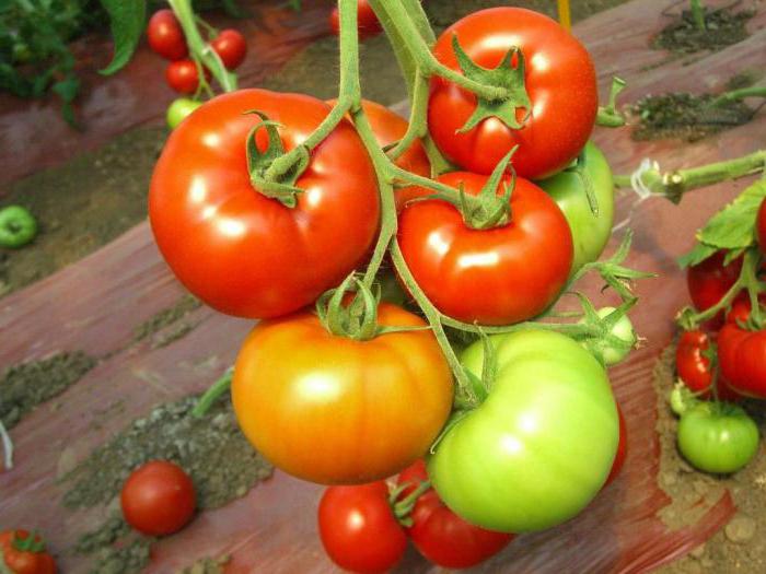 томаты красным красно отзывы фото