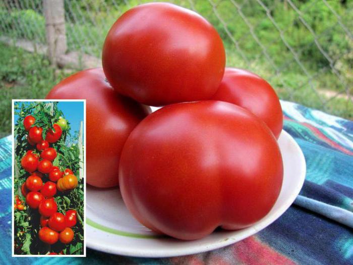 томат красным красно характеристика и описание сорта
