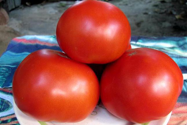  томат сорт красным красно фото