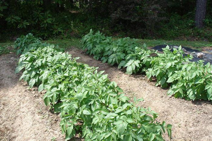 potato red lady variety description