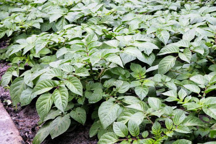 red lady potato characteristic