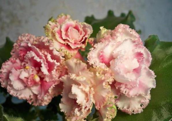 Фиалка северная роза фото и описание