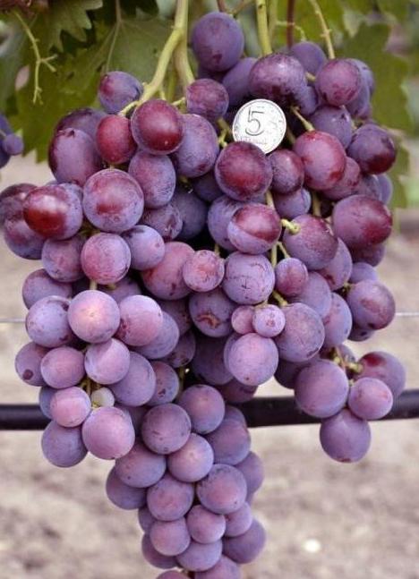 виноград заря несветая фото описание 
