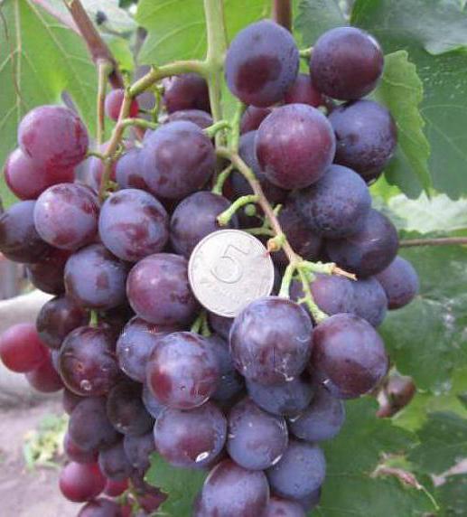 виноград заря несветая описание сорта фото 