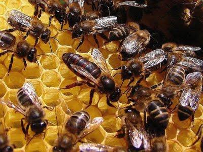 развитие пчелиной матки