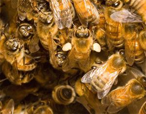 матка пчелы фото