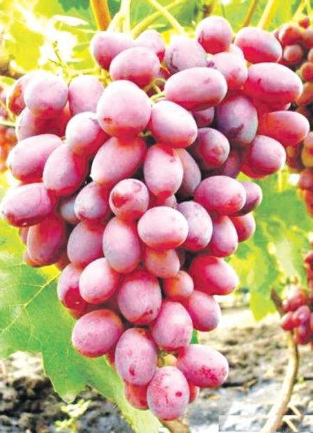 виноград гурман ранний описание сорта