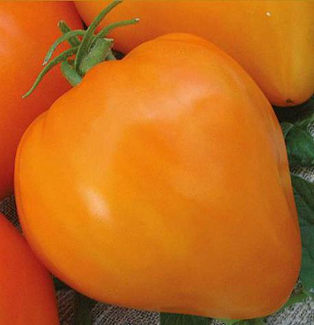 томат оранжевое сердце характеристика и описание сорта