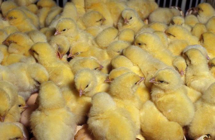 chickens broilers care and feeding