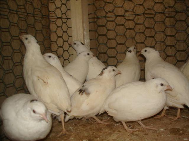 plastic quail feeders