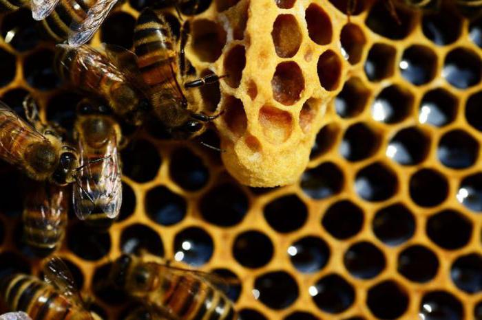 как сделать отводок пчел 
