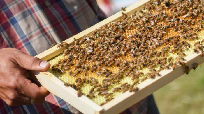 как сделать отводок пчел весной