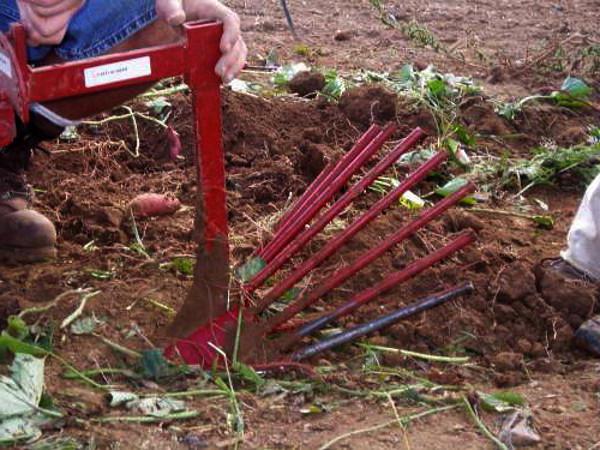 cultivator pubert mb fun