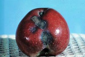 обработка яблонь от парши