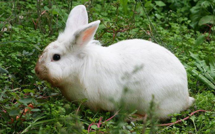 в каком возрасте делают прививки кроликам 