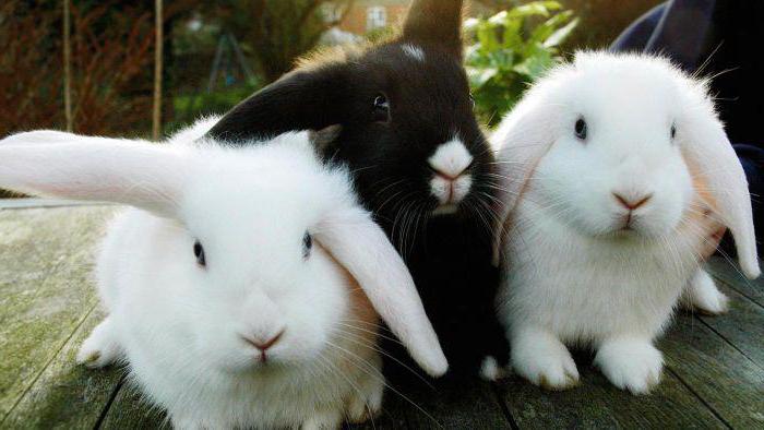 маленькие кролики 