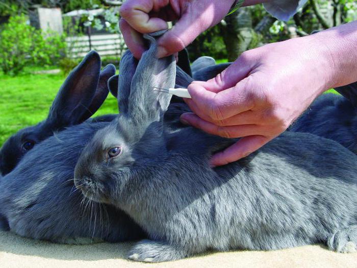 Вакцинация кроликов против геморрагической болезни кроликов thumbnail