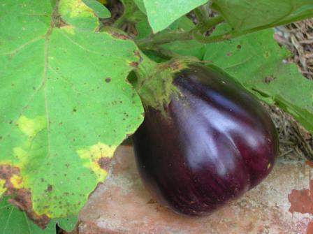 eggplant diseases photo