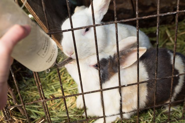 Изготовление поилок для кроликов