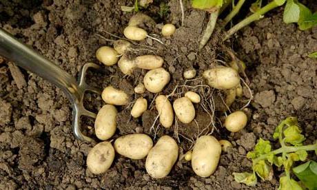 Krmení brambor na list: minerální hnojiva, superfosfát, načasování