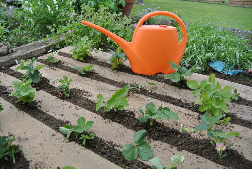 Как вырастить клубнику в саду
