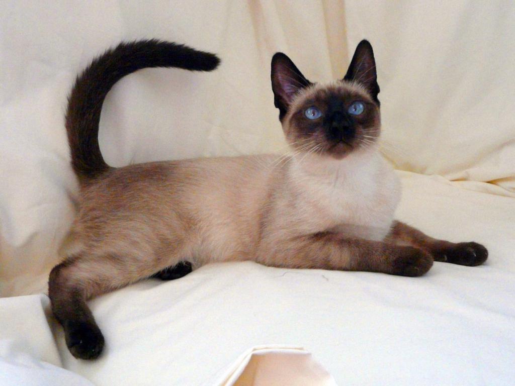Гипаллергенная балинезийская кошка