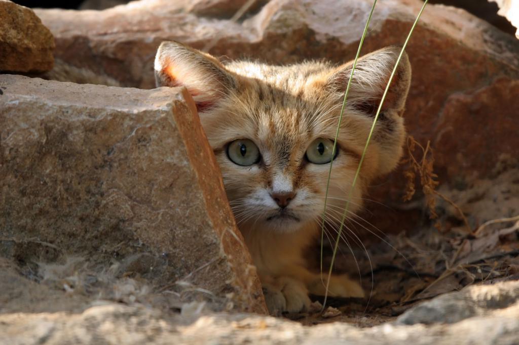 Картинки пропала кошка