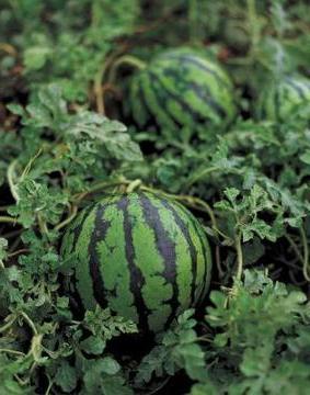 feeding watermelons